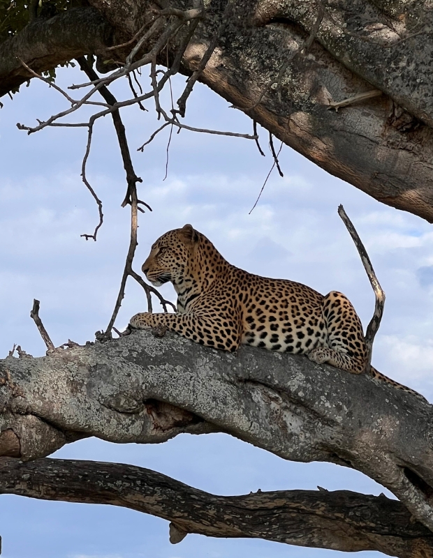 Leapord in Tree